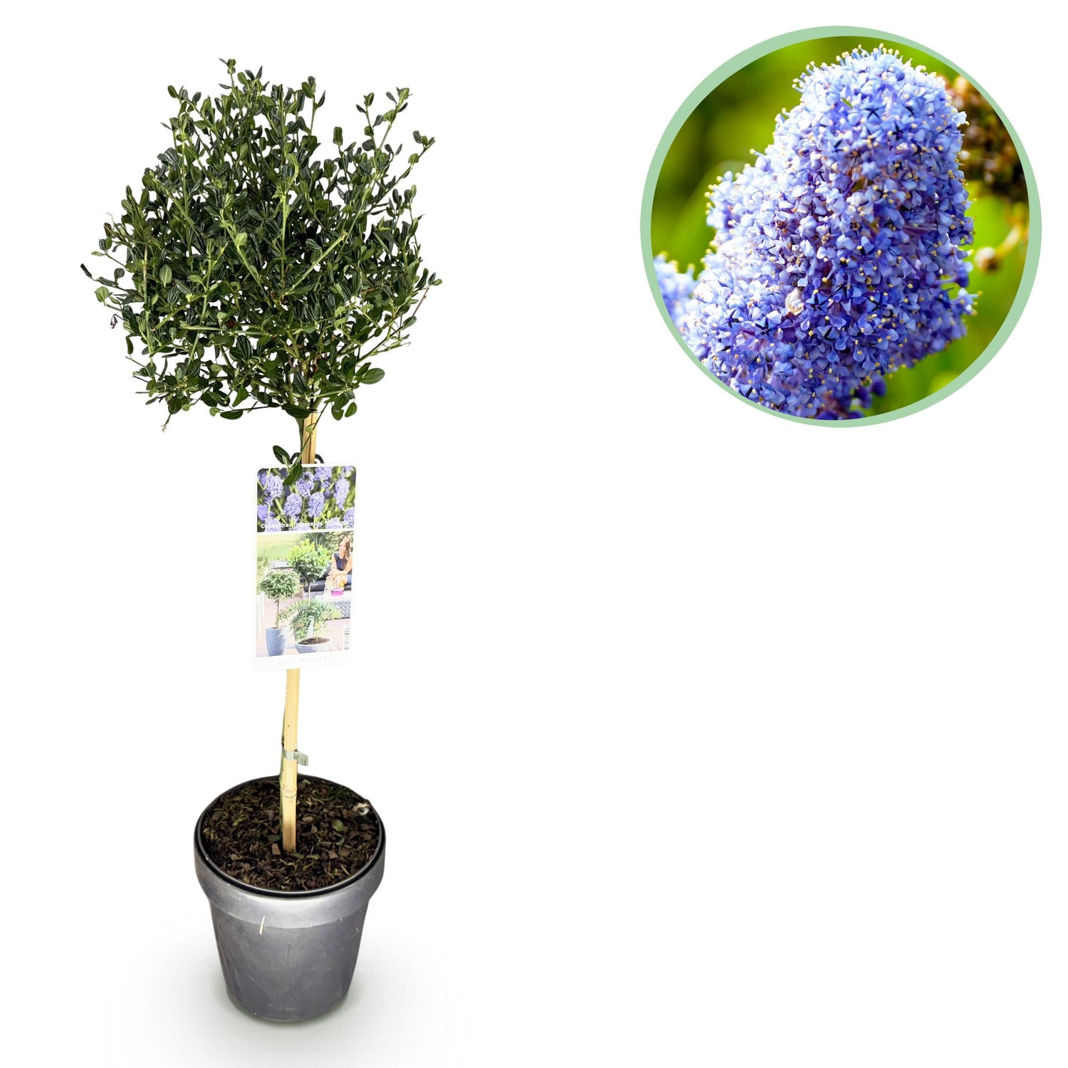 Säckelblume Victoria Stämmchen – Ceanothus impressus online kaufen | Blaue Blüte, Immergrün &amp; Bienenfreundlich – Wurzelwerk Design