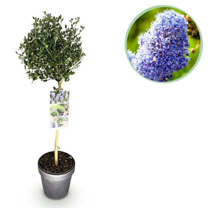 Säckelblume Victoria Stämmchen – Ceanothus impressus online kaufen | Blaue Blüte, Immergrün &amp; Bienenfreundlich – Wurzelwerk Design