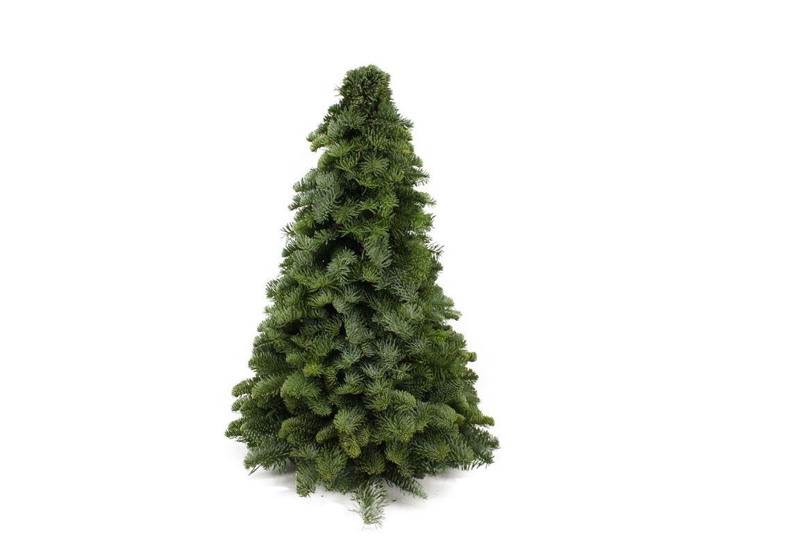 Nobilistanne kaufen – Mini-Weihnachtsbaum Abies procera auf Holzscheibe | echt, Höhe 50 cm - Wurzelwerk Design