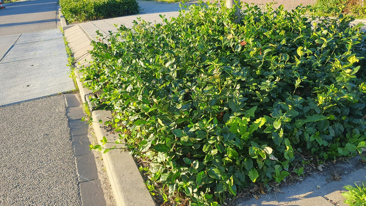 24 Euonymus fort. &