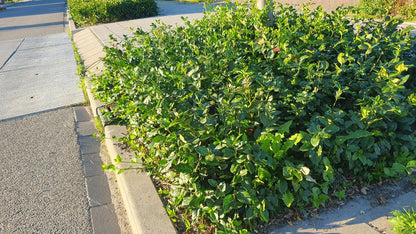 24 Euonymus fort. &