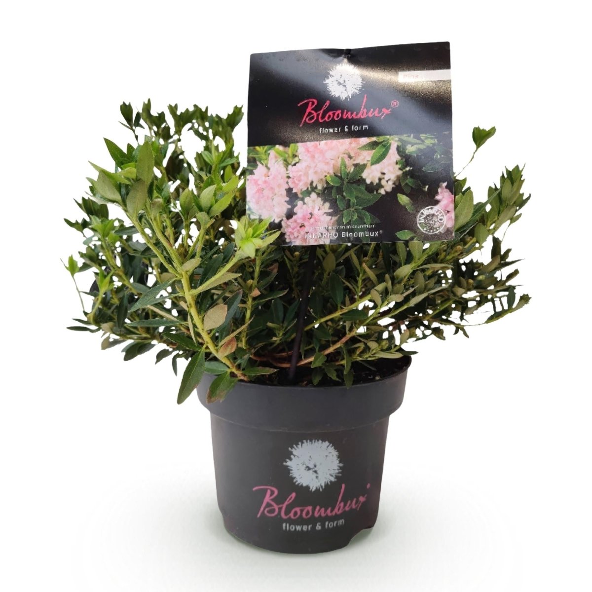 Rhododendron Bloombux Light Pink kaufen | Topf Ø 17 cm, Höhe 30–40 cm - Wurzelwerk Design