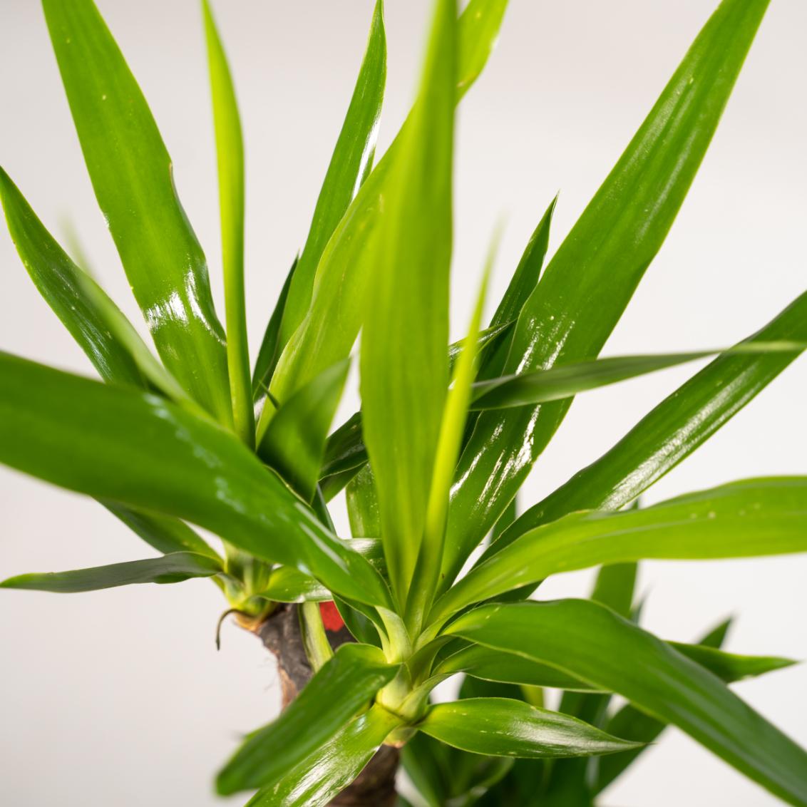 Yucca mit Übertopf kaufen | ca. 100 cm, Ø 21 cm