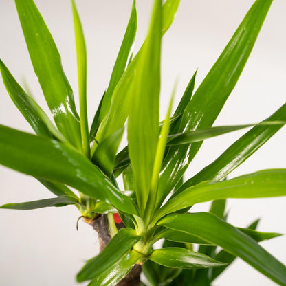 Yucca mit Übertopf kaufen | ca. 100 cm, Ø 21 cm