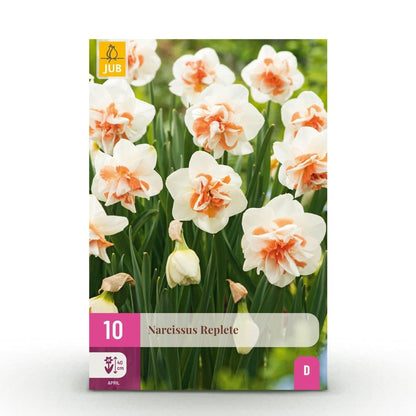 Blumenzwiebeln Narzisse Replete | 10 Stück Weiß - Orange – Zwiebelgröße 10/12 – XXL Pack - Wurzelwerk Design