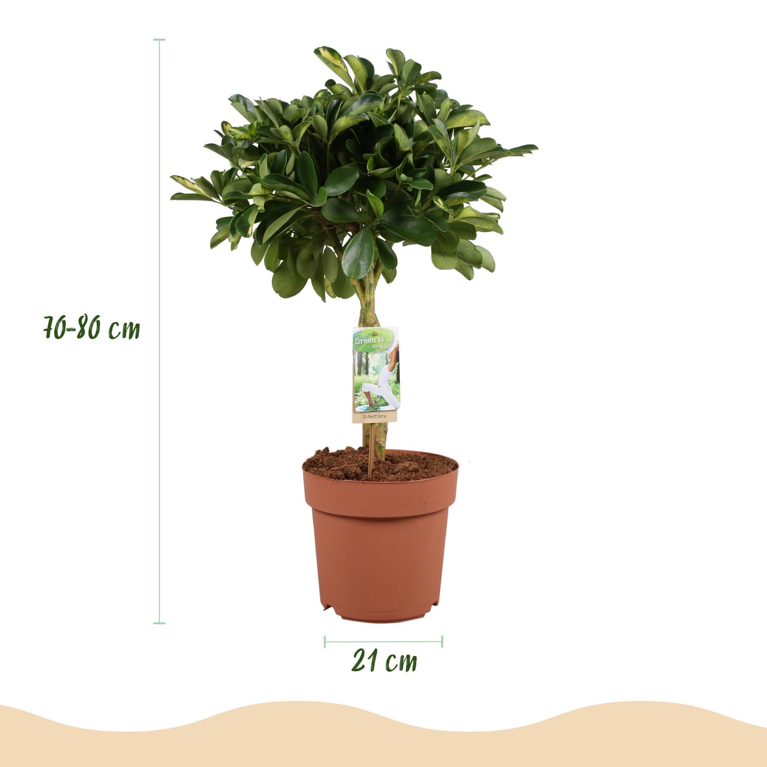 Schefflera Gold Capelle Fingerbaum im weißen oder grauen Potter-Topf, Höhe 70-81cm, Everspring.