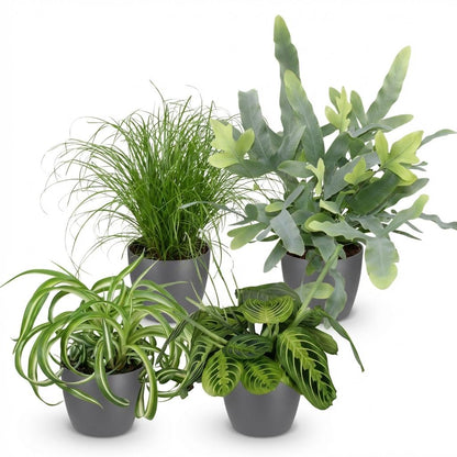 Vier Zimmerpflanzen im Everspring-Set, inklusive Chlorophytum, Cyperus, Phlebodium und Marantha in grauer, weißer oder Korb-Pot.