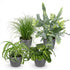 Vier Zimmerpflanzen im Everspring-Set, inklusive Chlorophytum, Cyperus, Phlebodium und Marantha in grauer, weißer oder Korb-Pot.