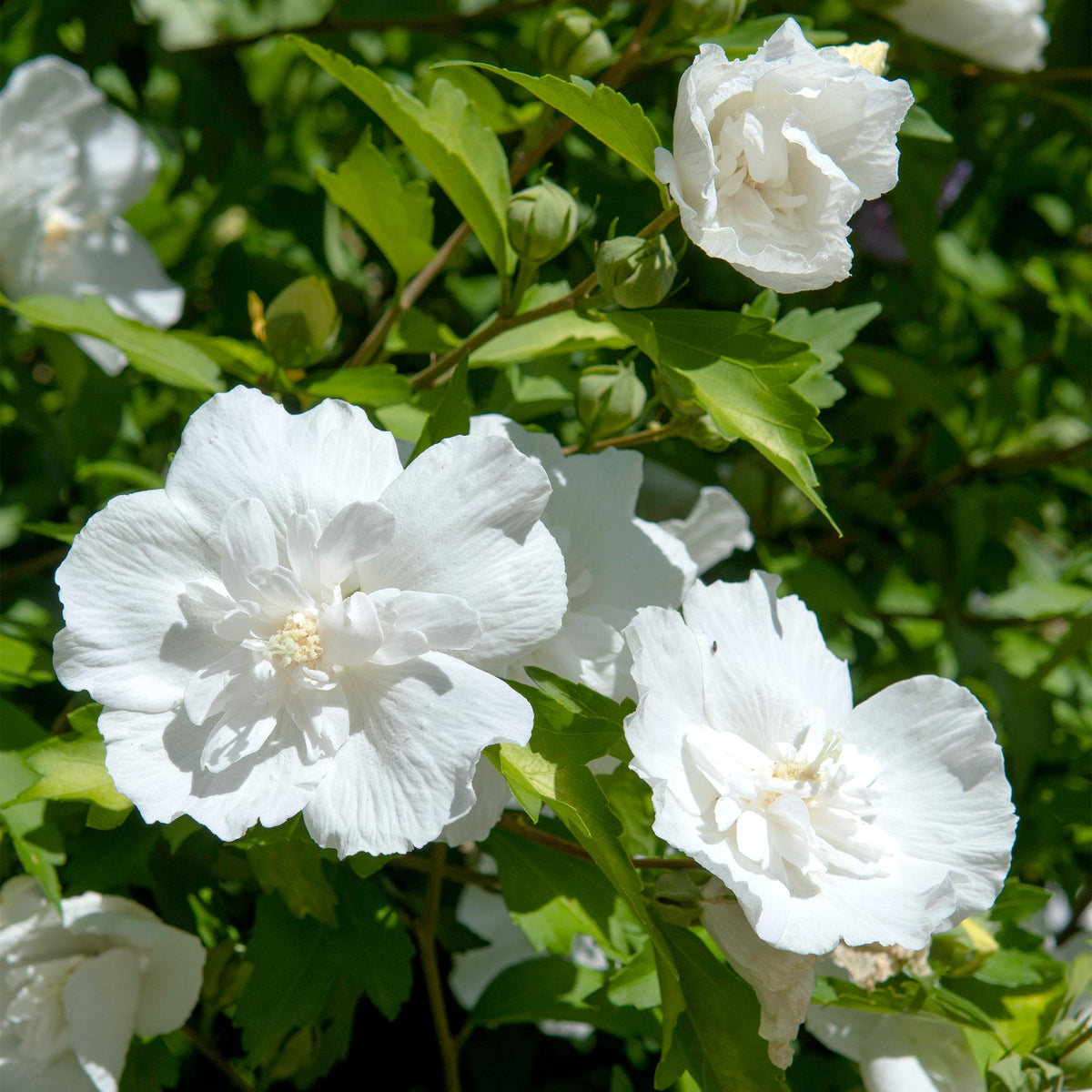 Weiße Hibiskus syriacus White Chiffon® Pflanze in Topf, winterhart, laubabwerfend, mit weißen Blüten, ca. 90cm hoch.