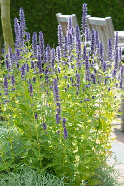 24x Agastache ‘Black Adder’ – Bienenfreundliche Duftnessel für Beete &amp; Rabatten – Höhe 10–25 cm – Ø 9 cm - Wurzelwerk Design