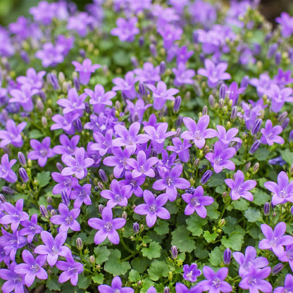 Dalmatiner-Glockenblume kaufen | Campanula portenschlagiana, 6er-Set