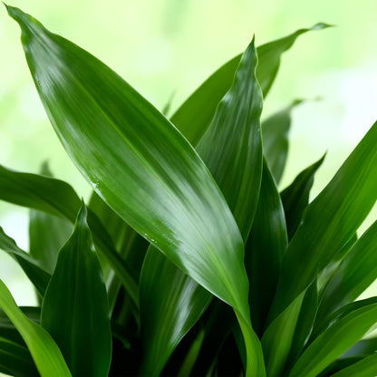 Everspring Drachenblutbaum Dracaena fragrans Steudneri in Korb, Höhe 50-55cm, mit grünen Blättern und dekorativem Pflanzkorb.