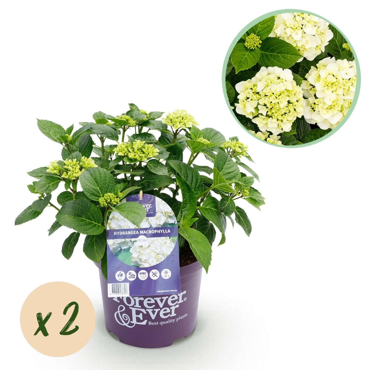Balkon - Hortensie Forever &amp; Ever Weiß – 2 Pflanzen – 7–12 Blüten – Ø23 cm Topf – Höhe ca. 55 cm - Wurzelwerk Design