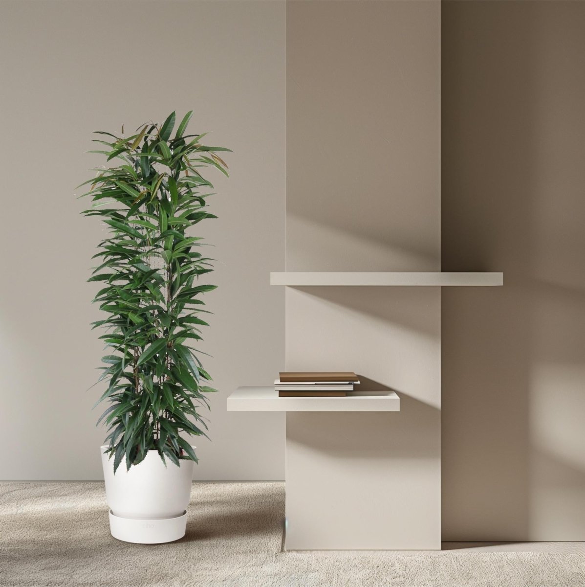 Ficus Alii King – Elegante Bananenpflanze für Innenräume - Wurzelwerk Design