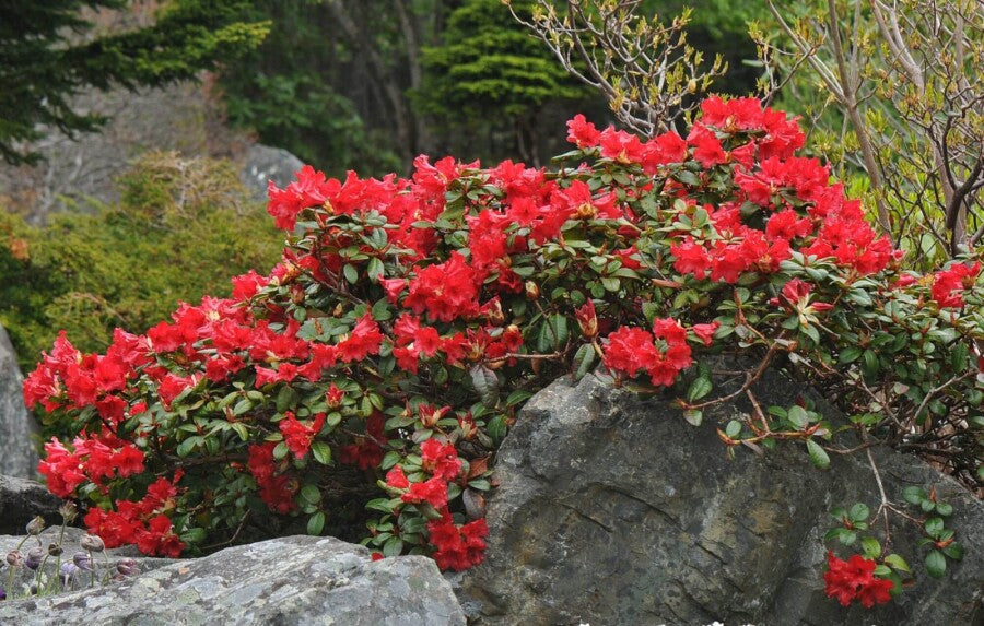 Rhododendron &