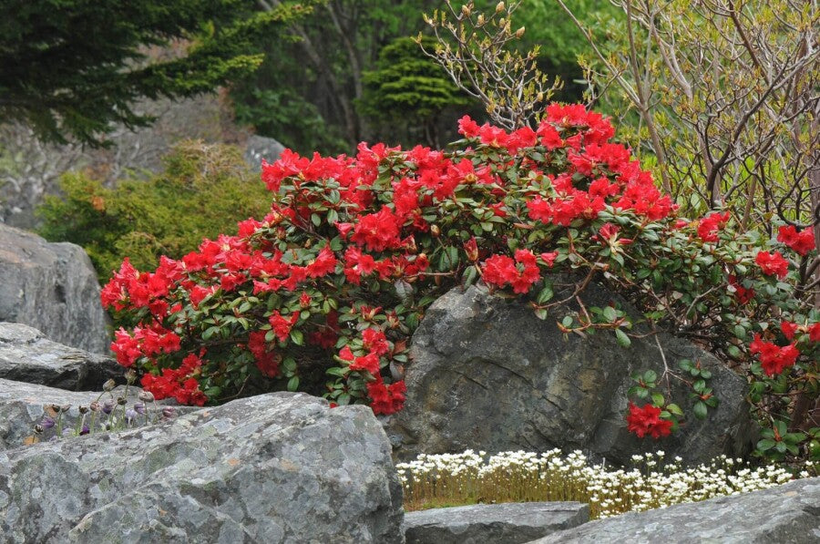 Rhododendron &