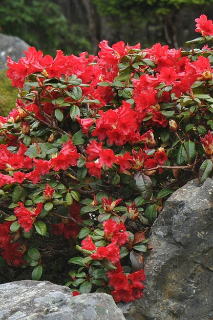 Rhododendron &