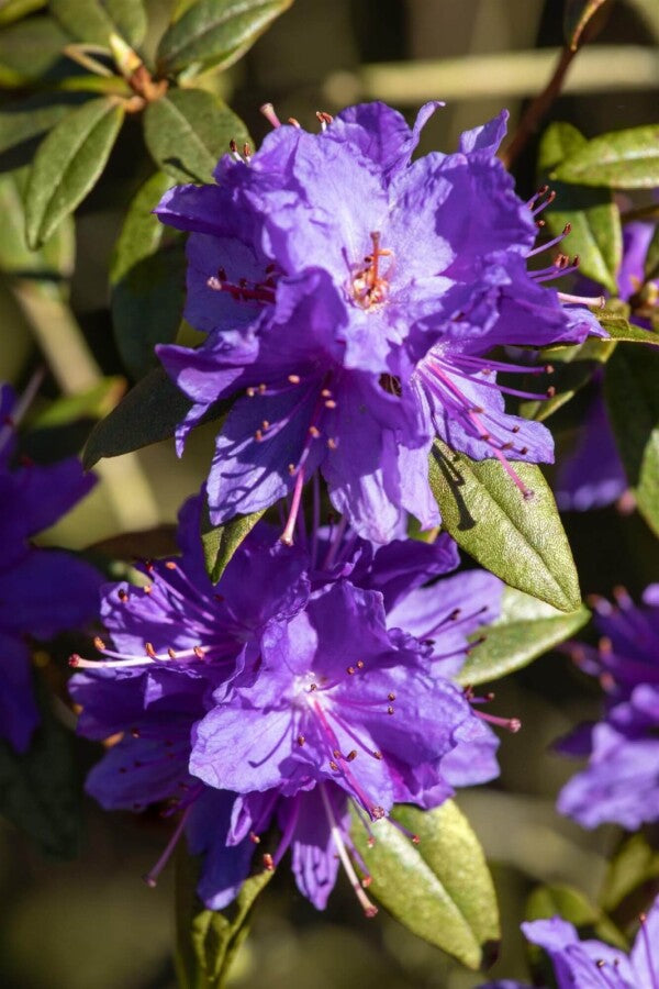 Zwergrhododendron impeditum – Lila Blüten – 20-30 cm – Wurzelwerk Design