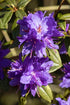 Zwergrhododendron impeditum – Lila Blüten – 20-30 cm – Wurzelwerk Design