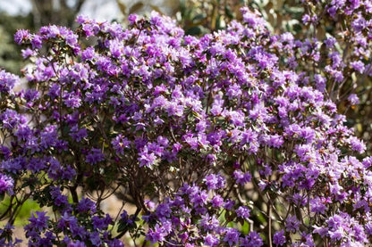 Zwergrhododendron impeditum – Lila Blüten – 20-30 cm – Wurzelwerk Design