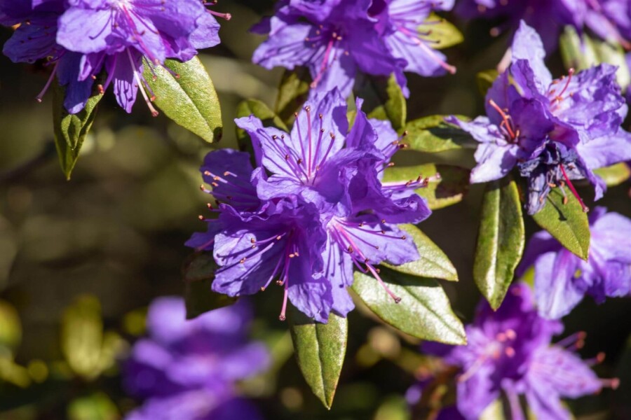 Zwergrhododendron impeditum – Lila Blüten – 20-30 cm – Wurzelwerk Design