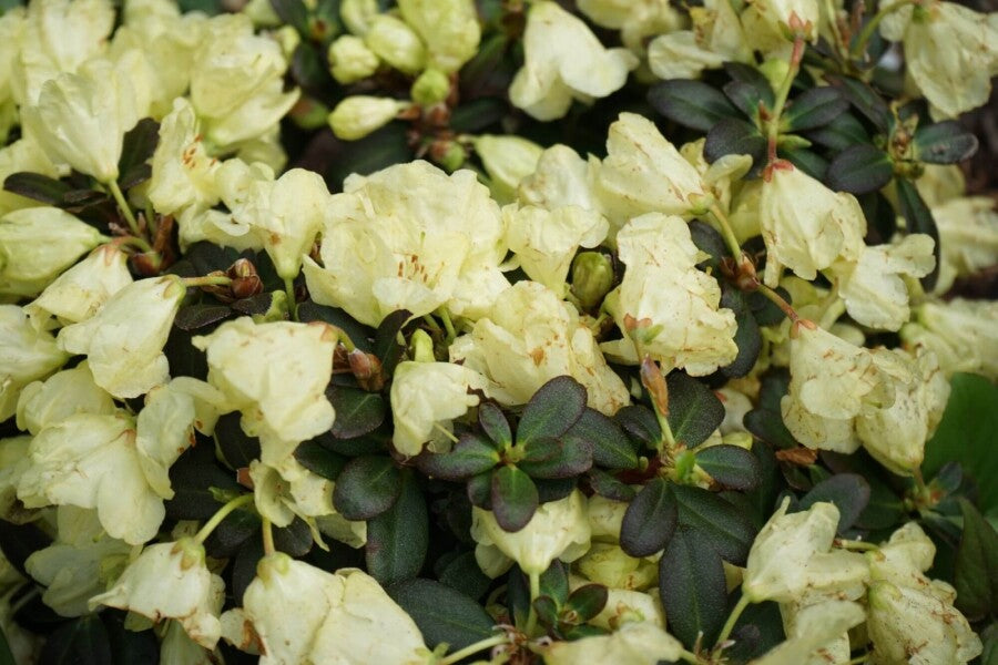 Rhododendron &