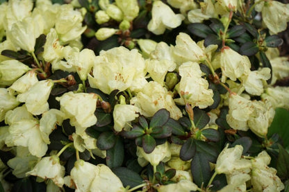 Rhododendron &