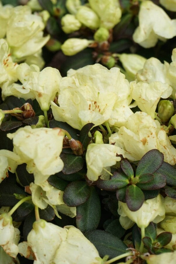 Rhododendron &