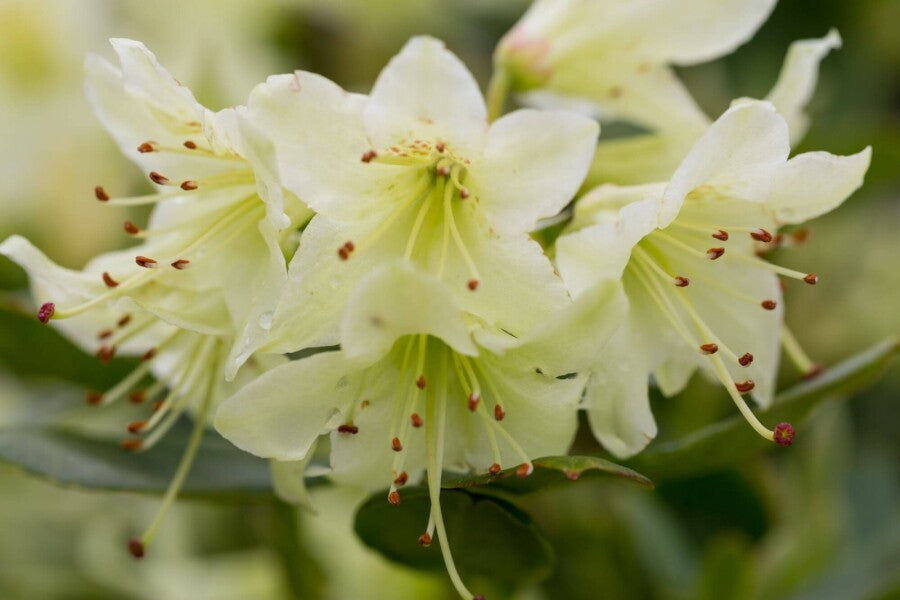 Zwergrhododendron &