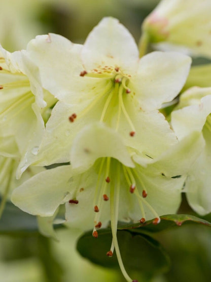 Zwergrhododendron &